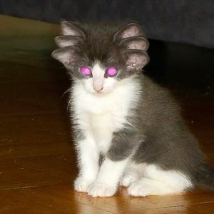 Meet your Posher, Micael